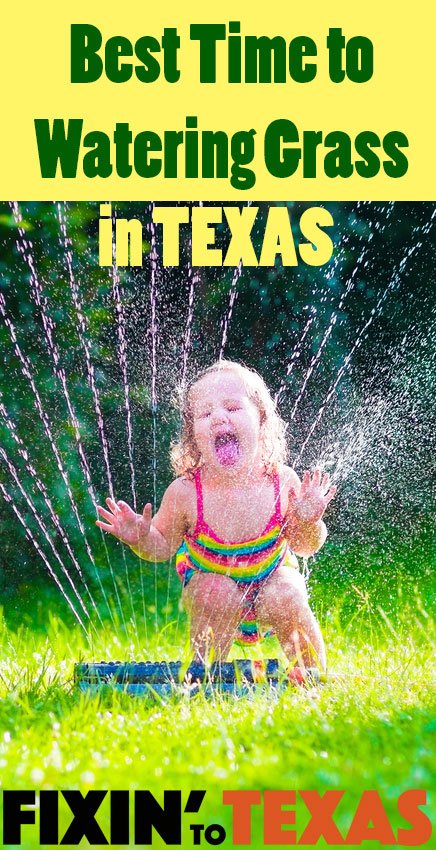 Best Time to Water Grass in Texas