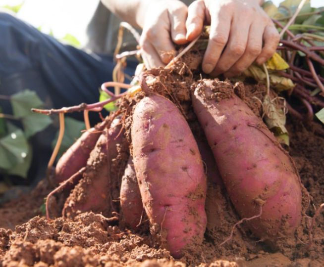 How to Grow Sweet Potatoes in Texas