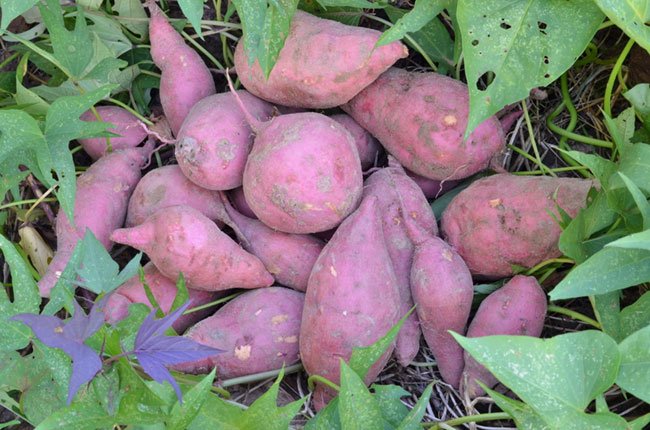 when to plant broccoli in texas