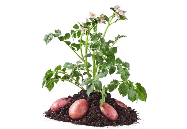 Fall Vegetable Planting Guide