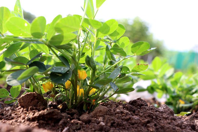 texas a&m vegetable planting guide