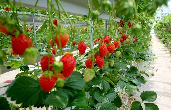 texas vegetable planting