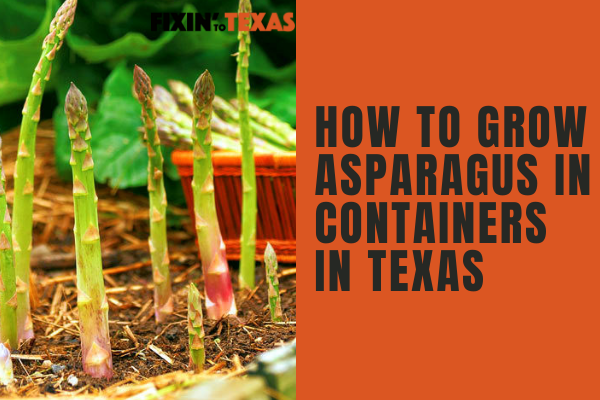 How to Grow Asparagus in Containers in Texas