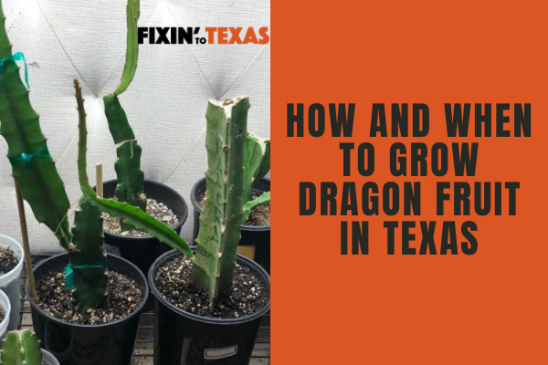 How to Grow Dragon Fruits in Texas