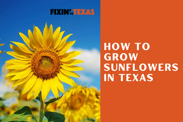 How_to_Grow_Sunflowers_in_Texas
