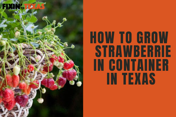 How to Grow Strawberries in Containers in Texas