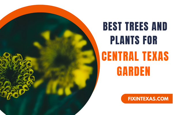 Best Trees And Plants For Central Texas Garden