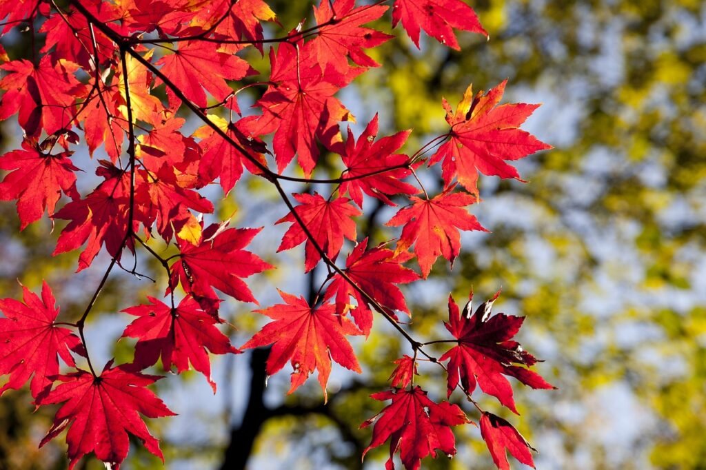 FAST GROWING TREES IN TEXAS Red Maple